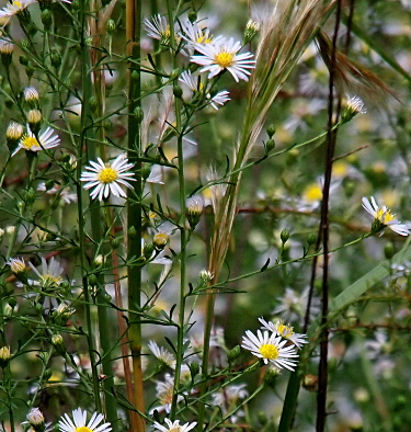 [These plant are many very thin green stems coming off at angles from a main stem. The blooms come at both the ends of the angular stems and along the way. The flowers have thin white petals and a thick puffy yellow middle.]